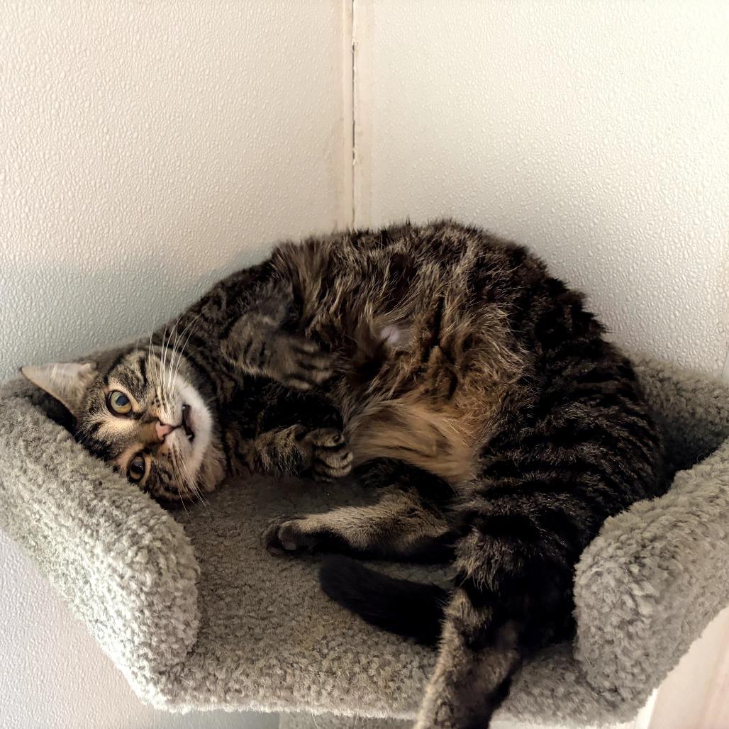 Candi, a Adoptable Domestic Short Hair in Brighton, MO image 3/5