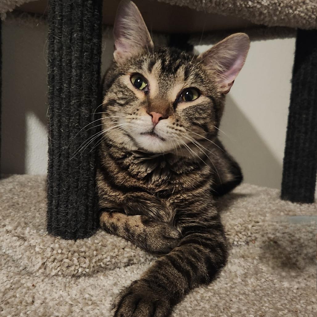 Candi, a Adoptable Domestic Short Hair in Brighton, MO image 4/5