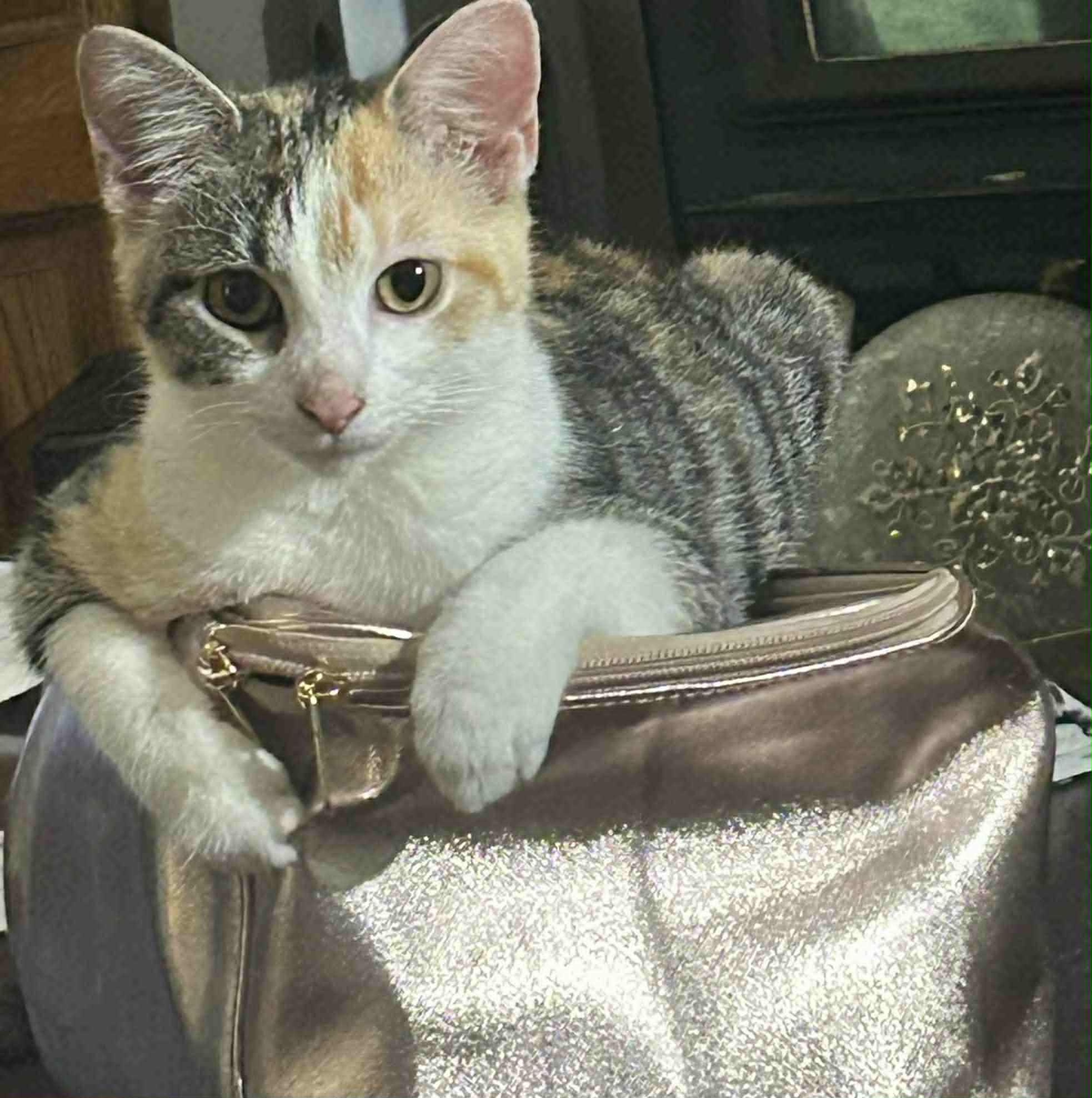 Enlarge Rosemary, a Adoptable Calico in Inez, KY image 1/1