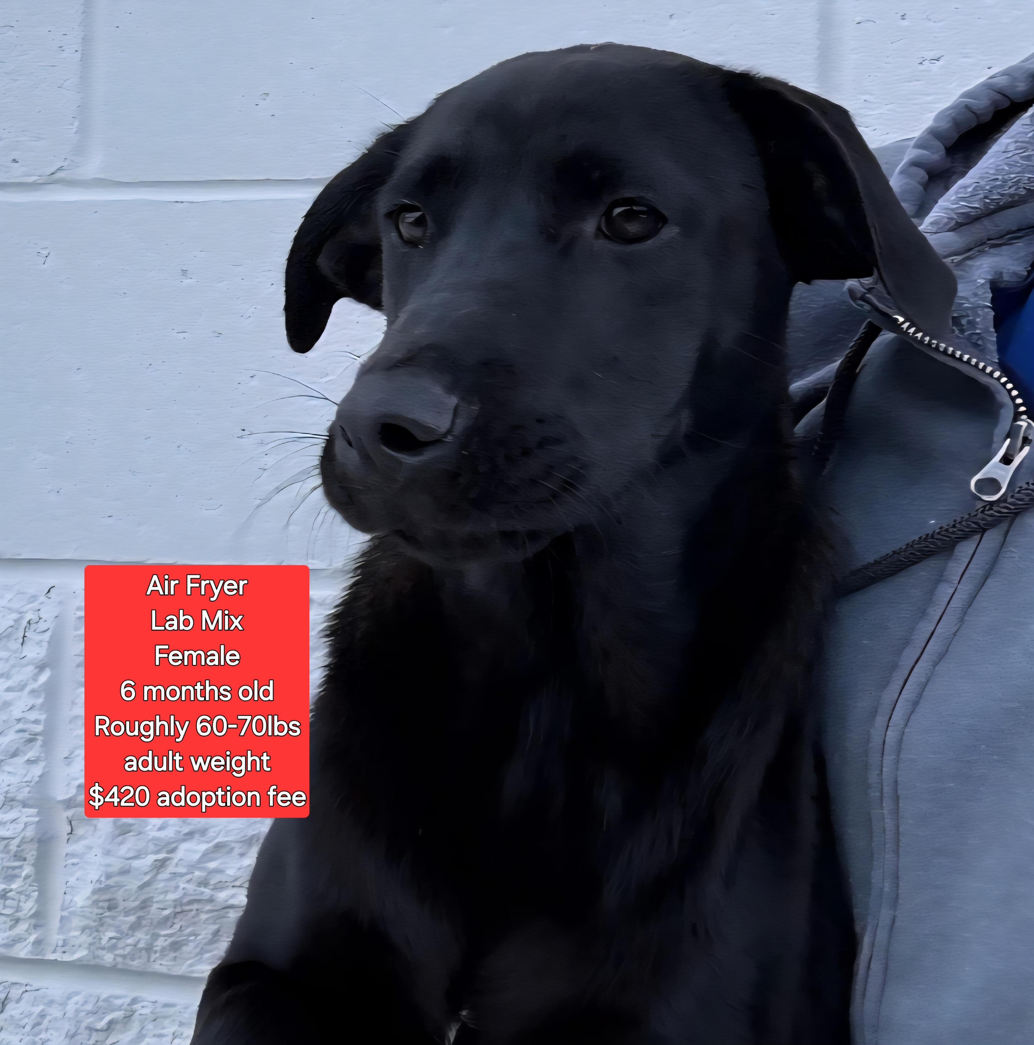 Air Fryer, Young Female Black Labrador Retriever