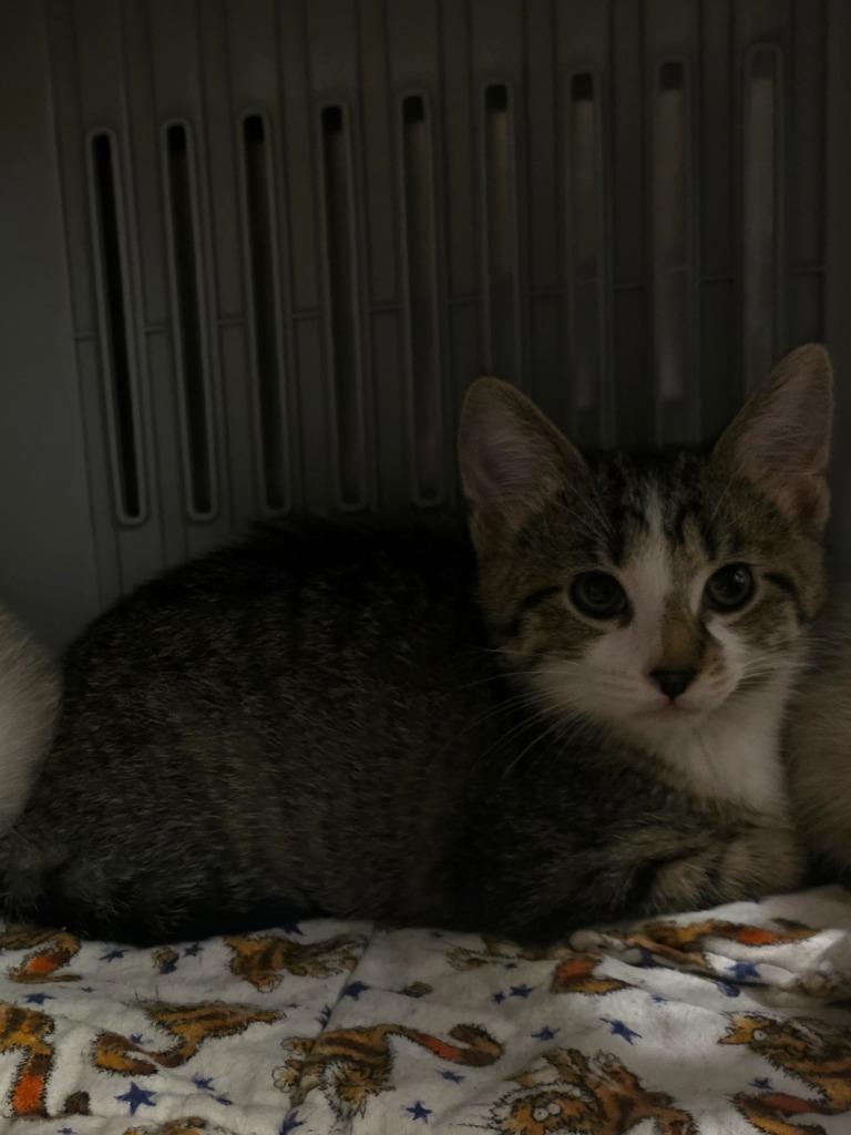 Enlarge Rafiki, a Adoptable mixed breed in Neosho, MO image 1/3