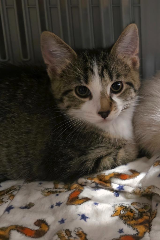 Enlarge Rafiki, a Adoptable mixed breed in Neosho, MO image 2/3