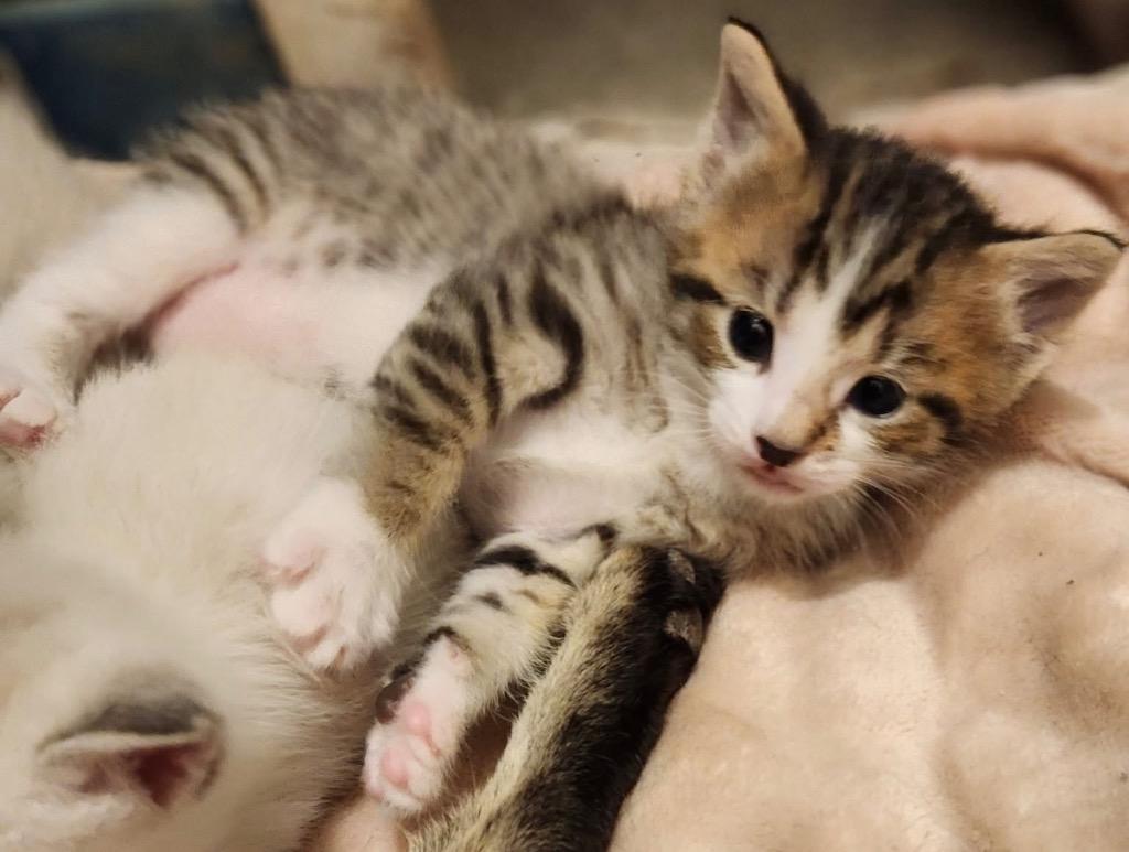 Enlarge Rafiki, a Adoptable mixed breed in Neosho, MO image 3/3