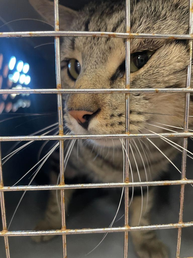 Enlarge Oscar, a Adoptable mixed breed in Tulsa, OK image 1/6