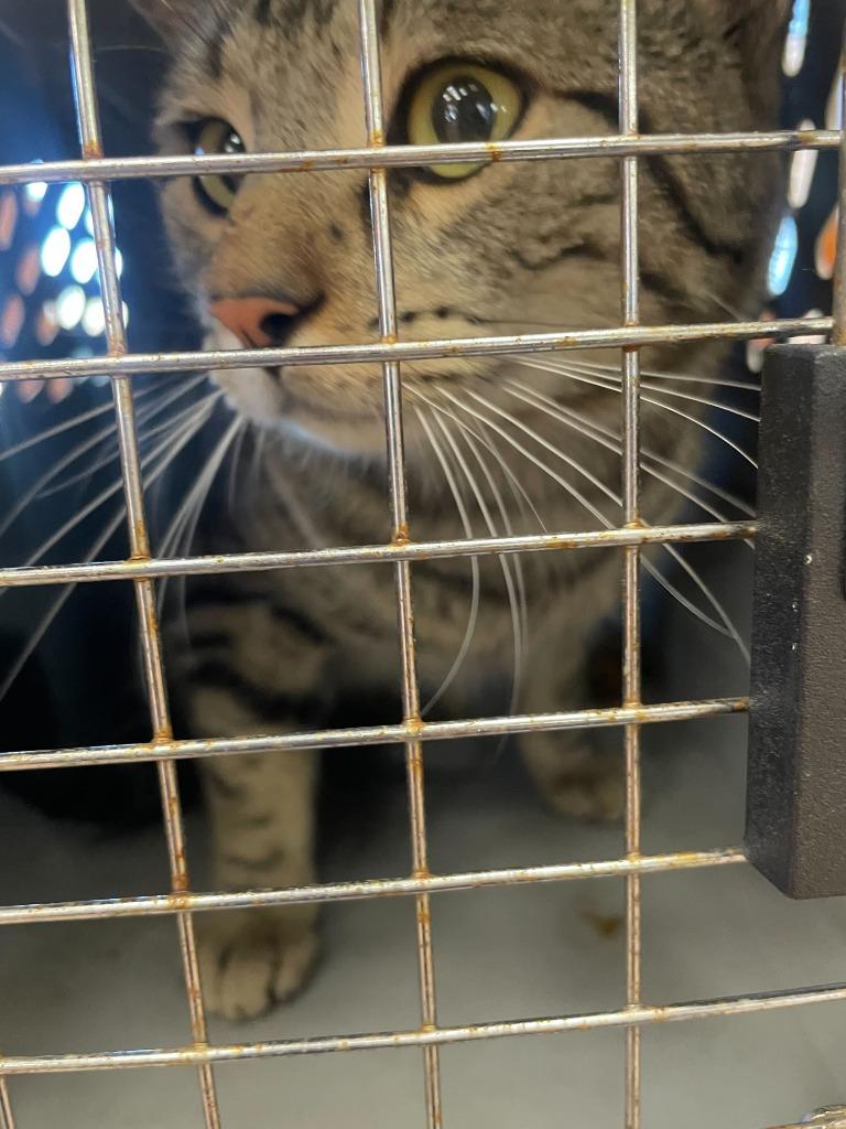 Enlarge Oscar, a Adoptable mixed breed in Tulsa, OK image 2/6