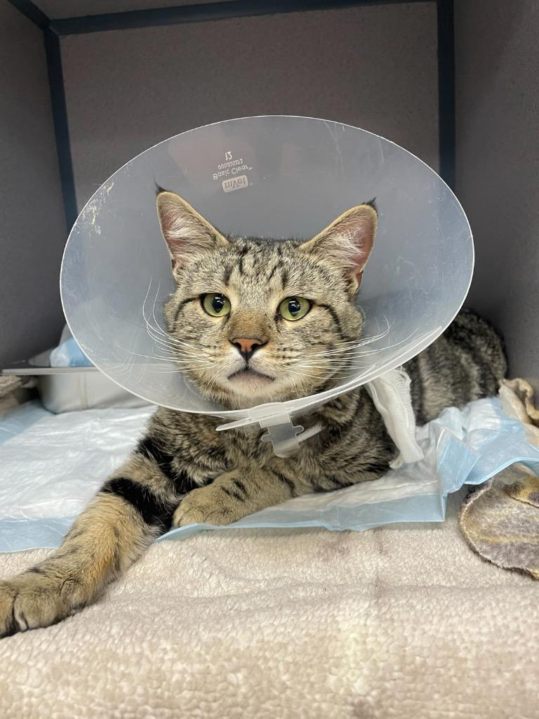 Enlarge Oscar, a Adoptable mixed breed in Tulsa, OK image 3/6