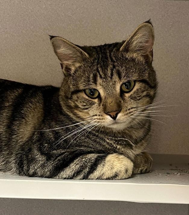 Oscar, Adoptable, Young Male Domestic Short Hair.