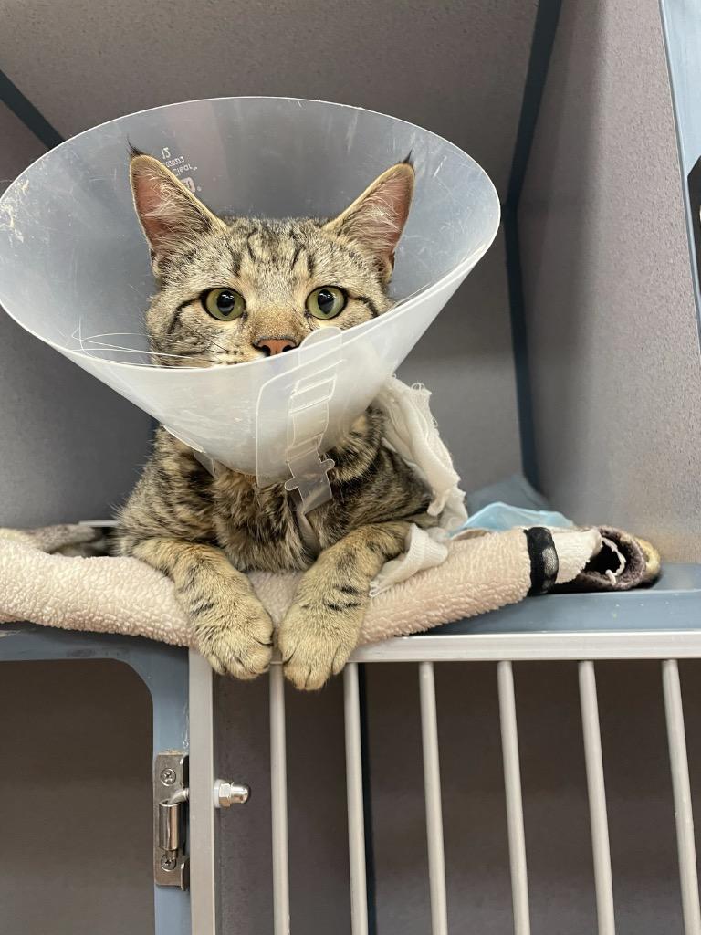 Enlarge Oscar, a Adoptable mixed breed in Tulsa, OK image 4/6