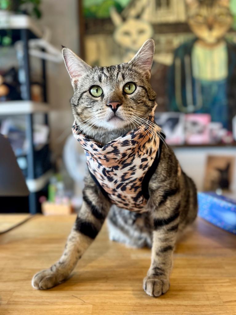 Oscar, Adoptable, Young Male Domestic Short Hair.