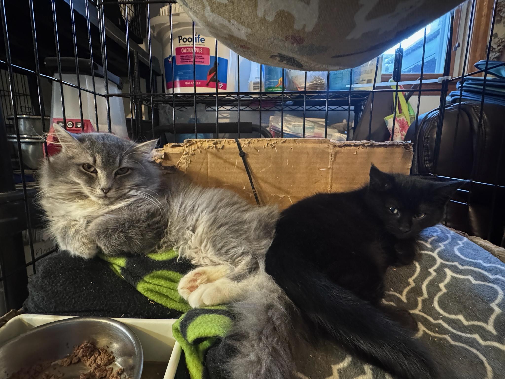 Enlarge Mavis, an adopted Domestic Short Hair in Newburgh, NY image 3/6