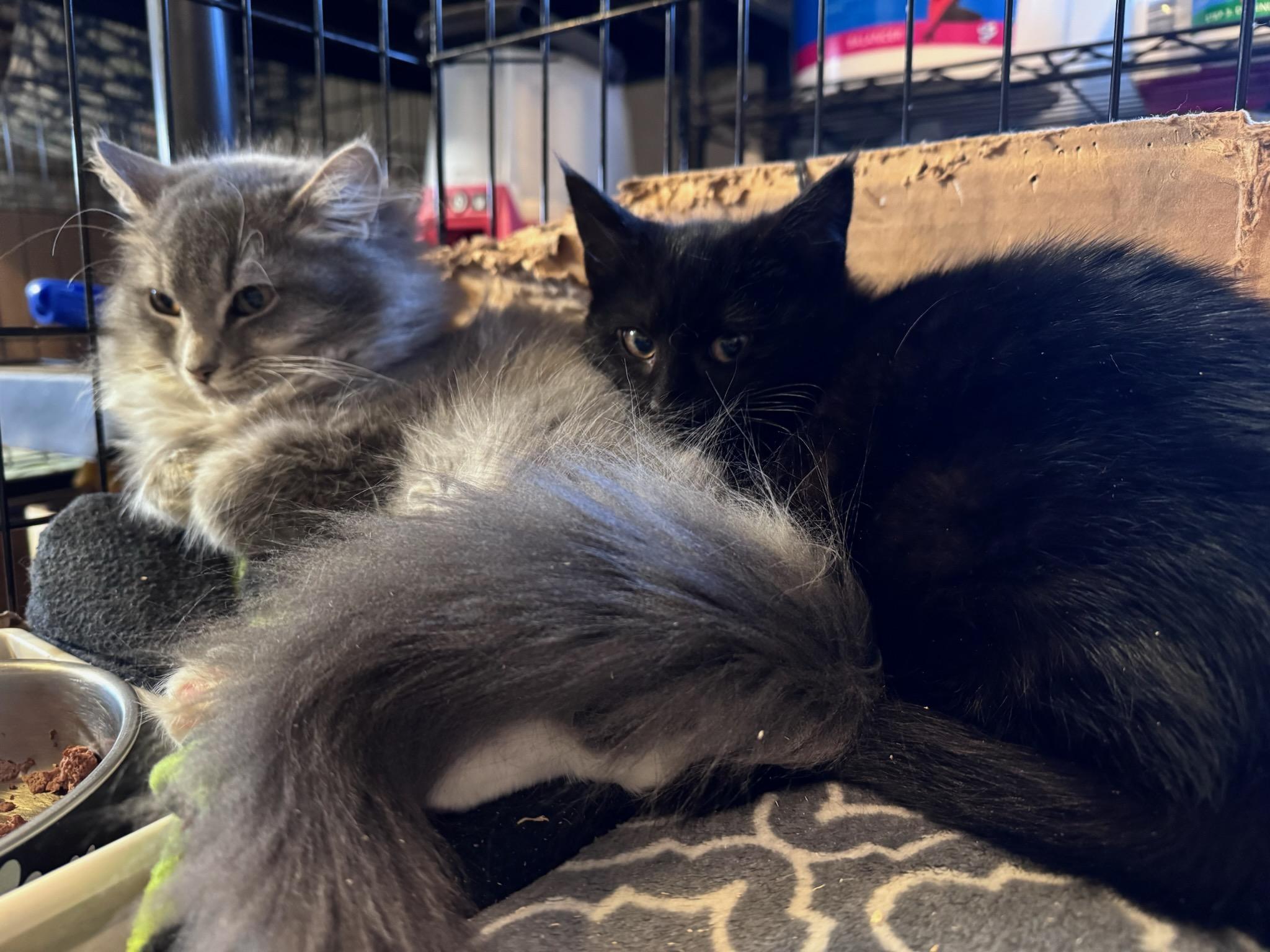 Enlarge Mavis, an adopted Domestic Short Hair in Newburgh, NY image 4/6