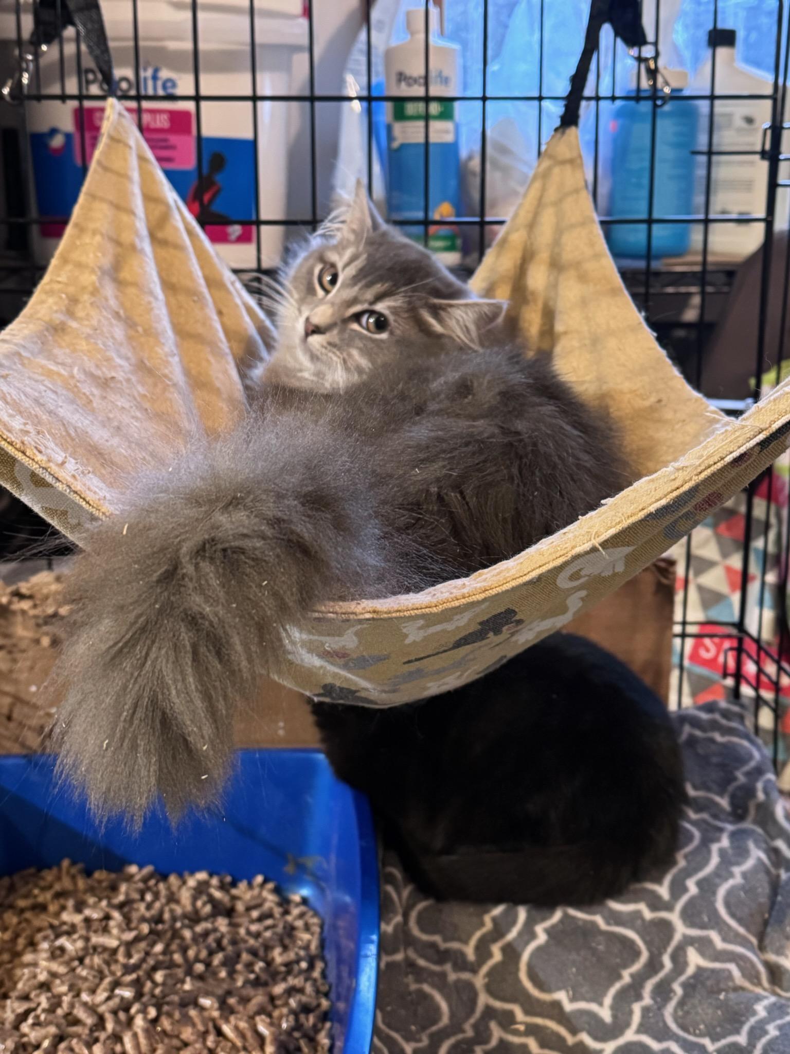 Enlarge Mavis, an adopted Domestic Short Hair in Newburgh, NY image 6/6