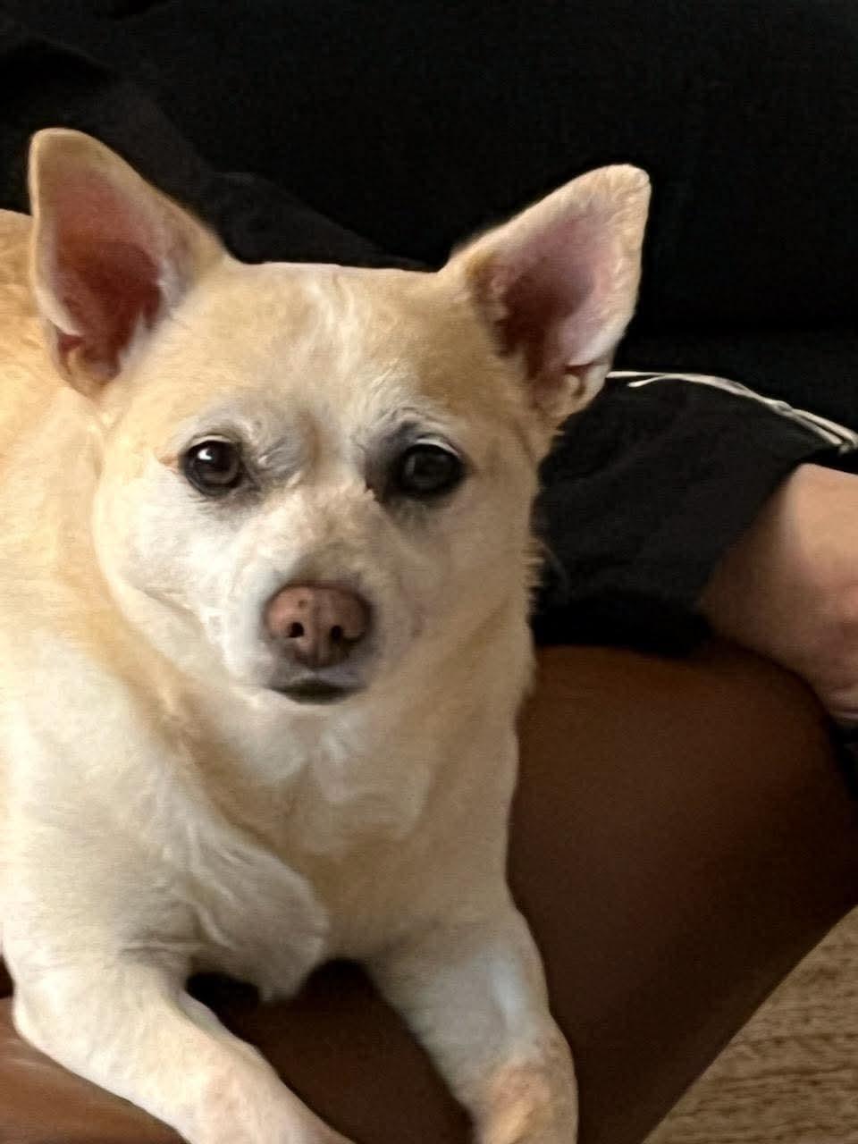 Sammy, Adoptable, Adult Male Chihuahua.