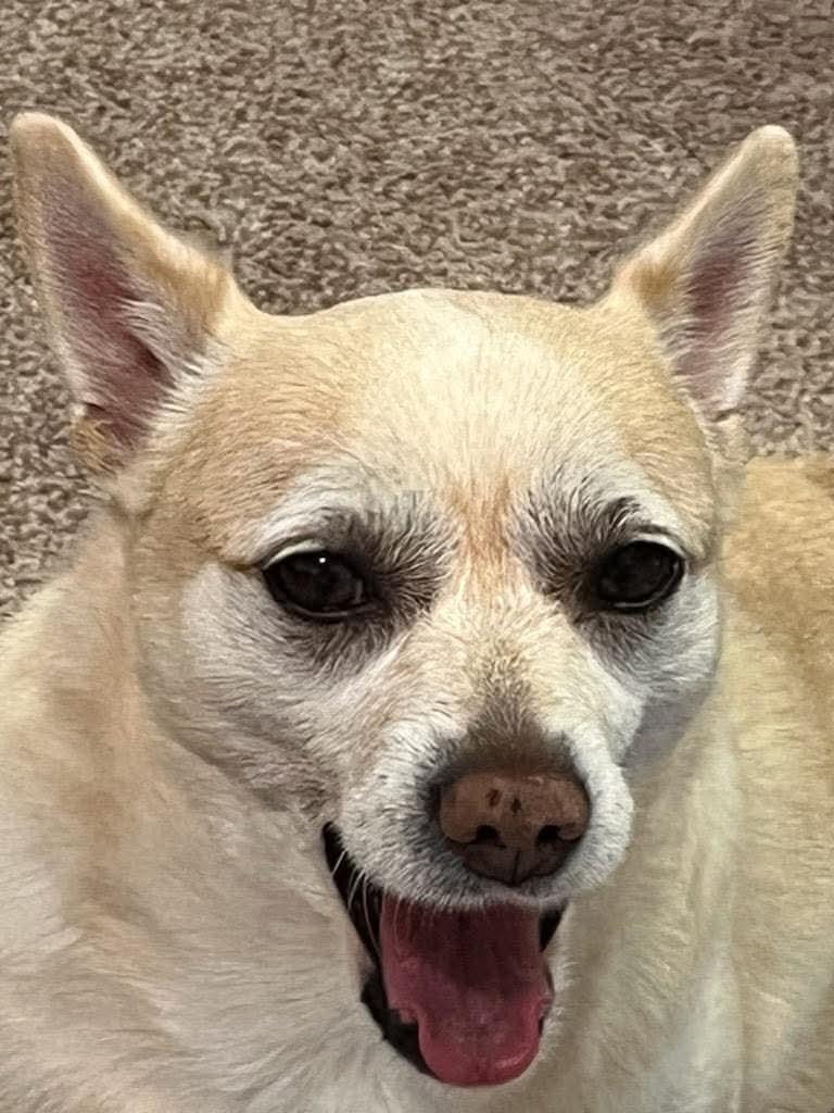 Enlarge Sammy, a Adoptable Chihuahua in Panama City, FL image 2/4