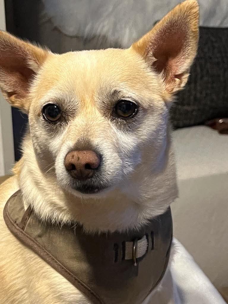 Enlarge Sammy, a Adoptable Chihuahua in Panama City, FL image 4/4