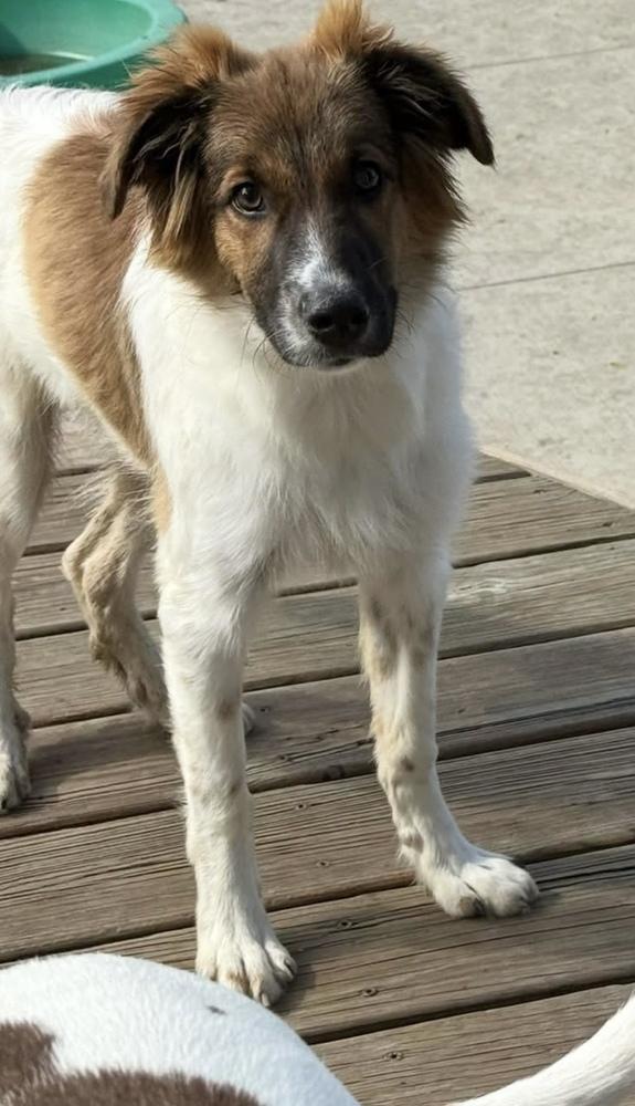 Banjo, Adoptable, Puppy Male Collie.
