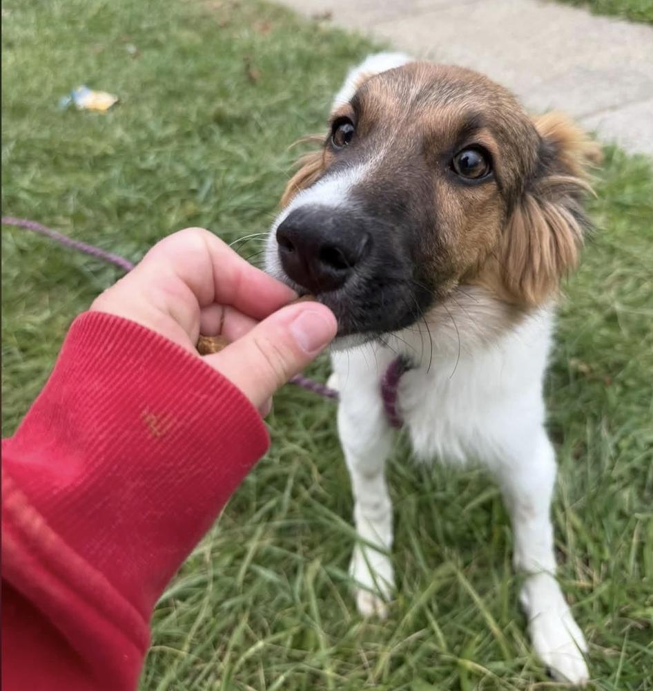Enlarge Banjo, a Adoptable mixed breed in Cheektowaga, NY image 2/2