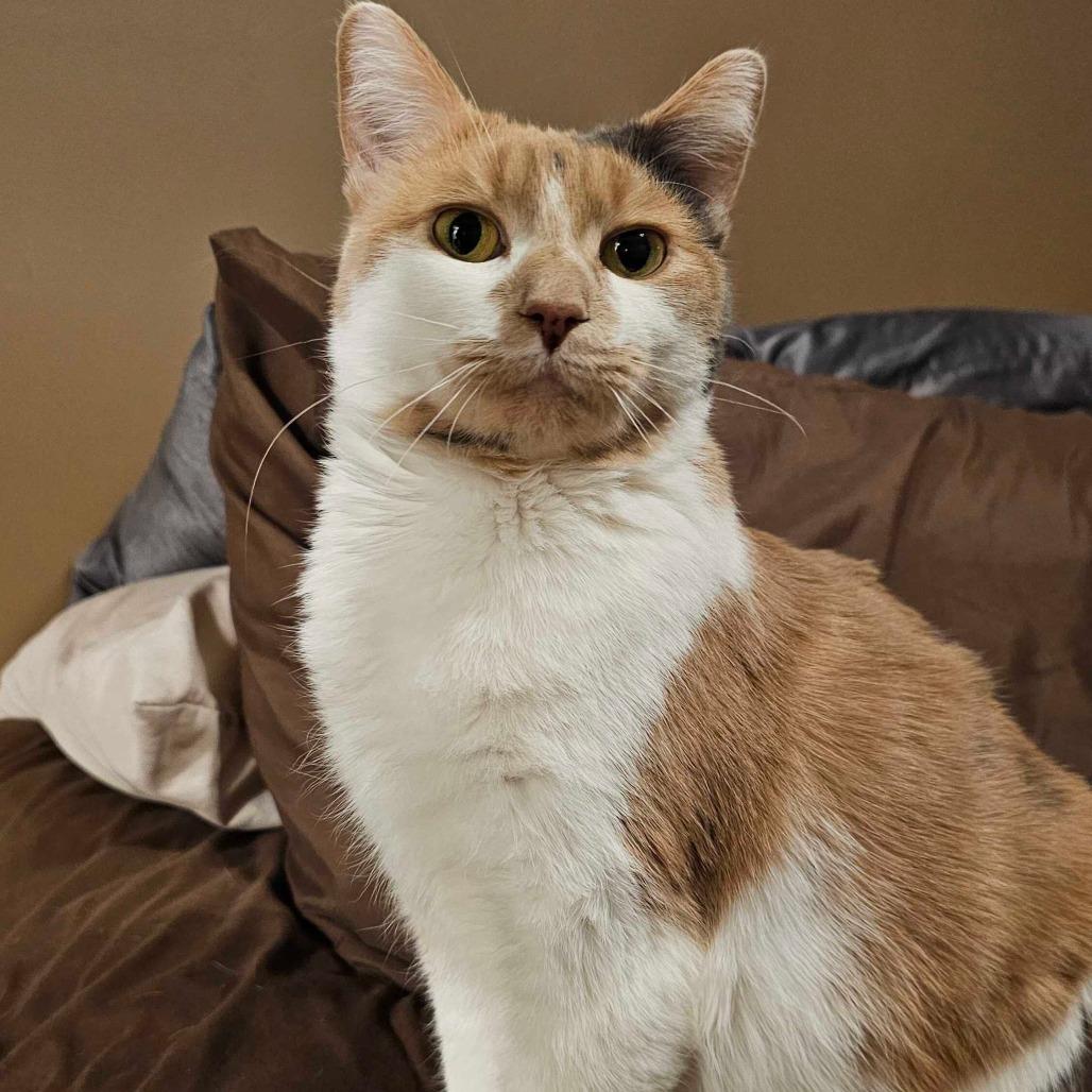 Enlarge Bonnie, a Adoptable Domestic Short Hair in Glenfield, NY image 1/2