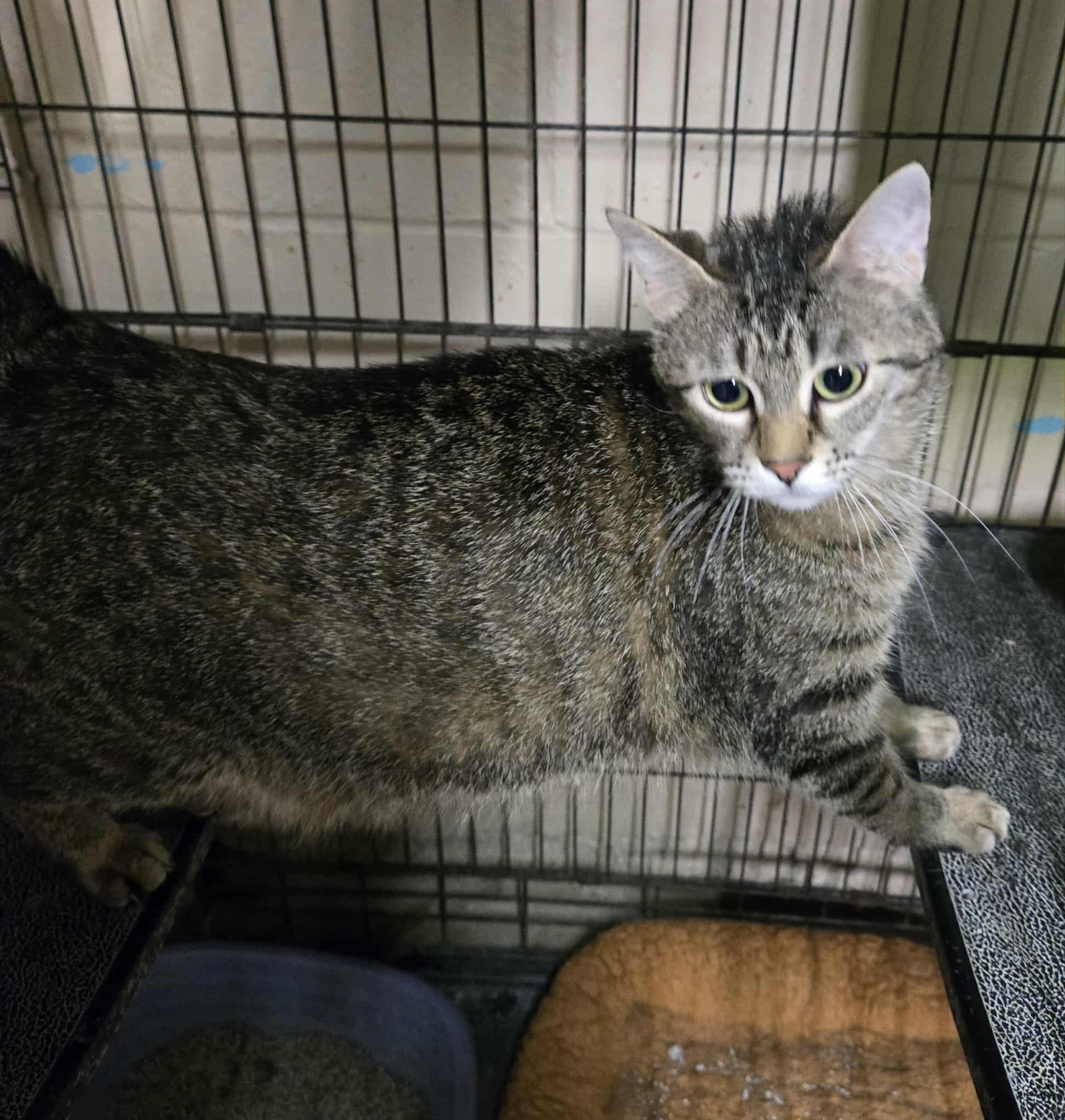 Enlarge Sunset, an adoptable mixed breed in Freeport, IL image 2/3