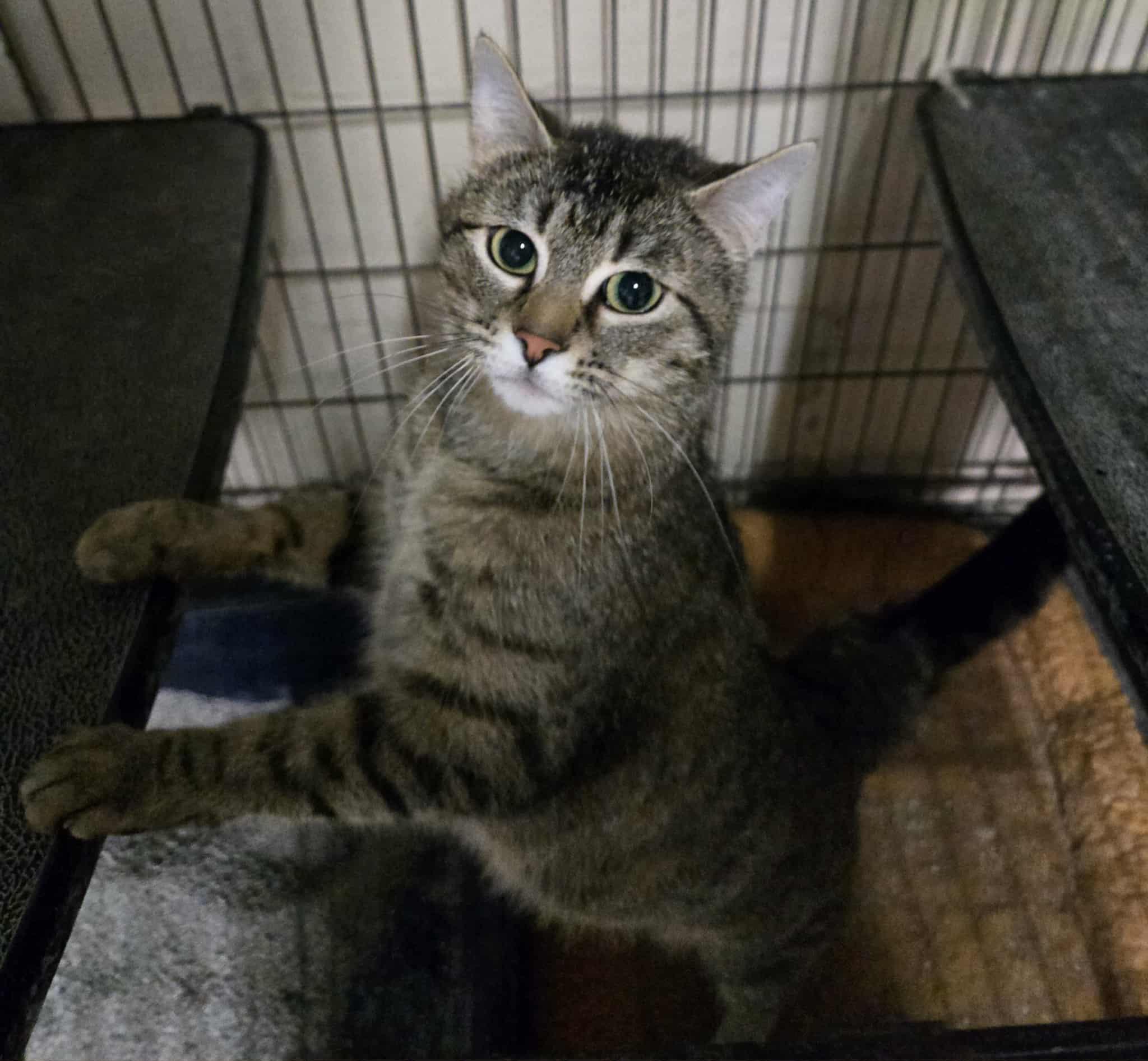 Enlarge Sunset, an adoptable mixed breed in Freeport, IL image 3/3