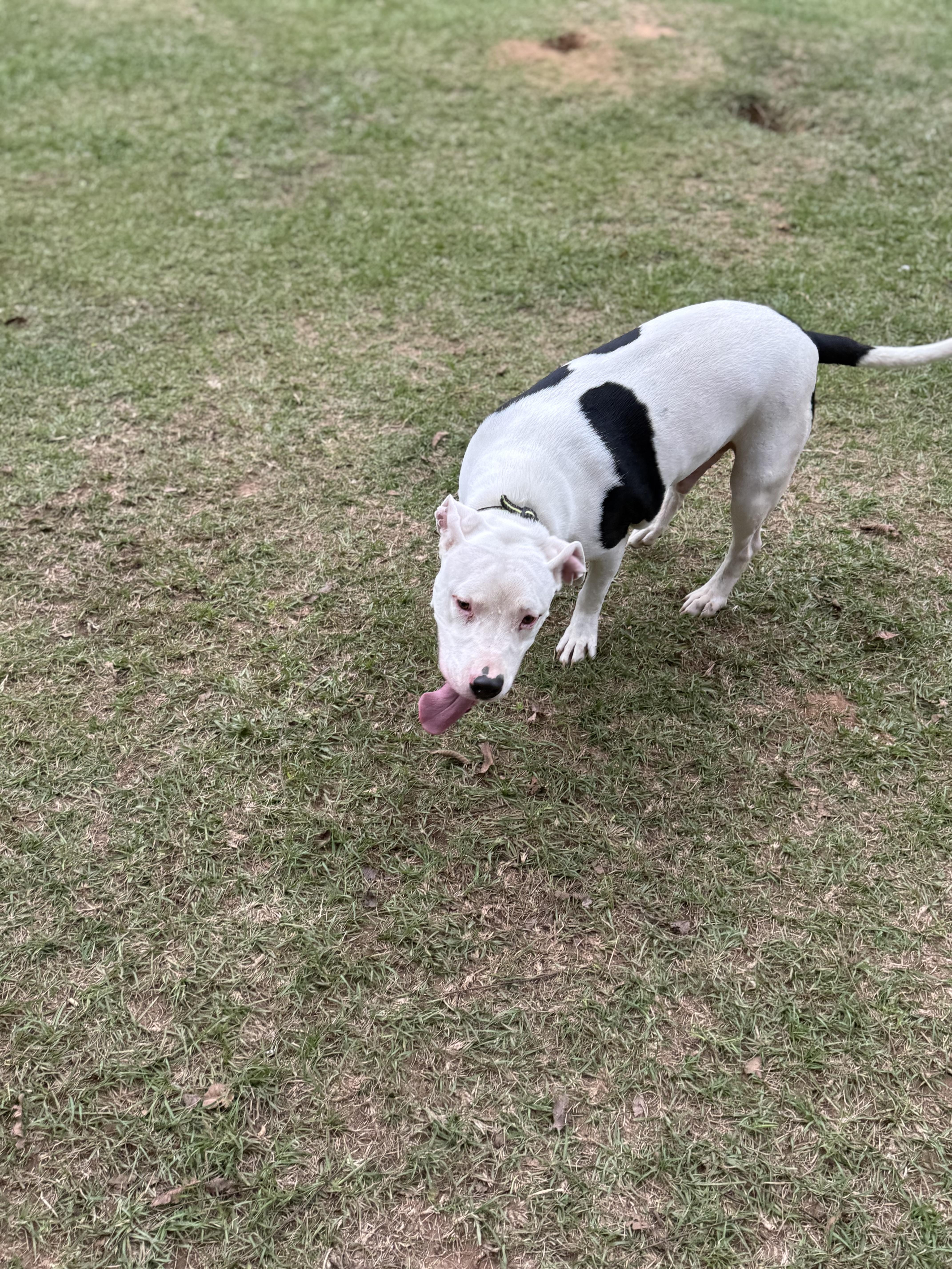 Enlarge Hunter, a Adoptable mixed breed in Mount Hermon, LA image 5/5