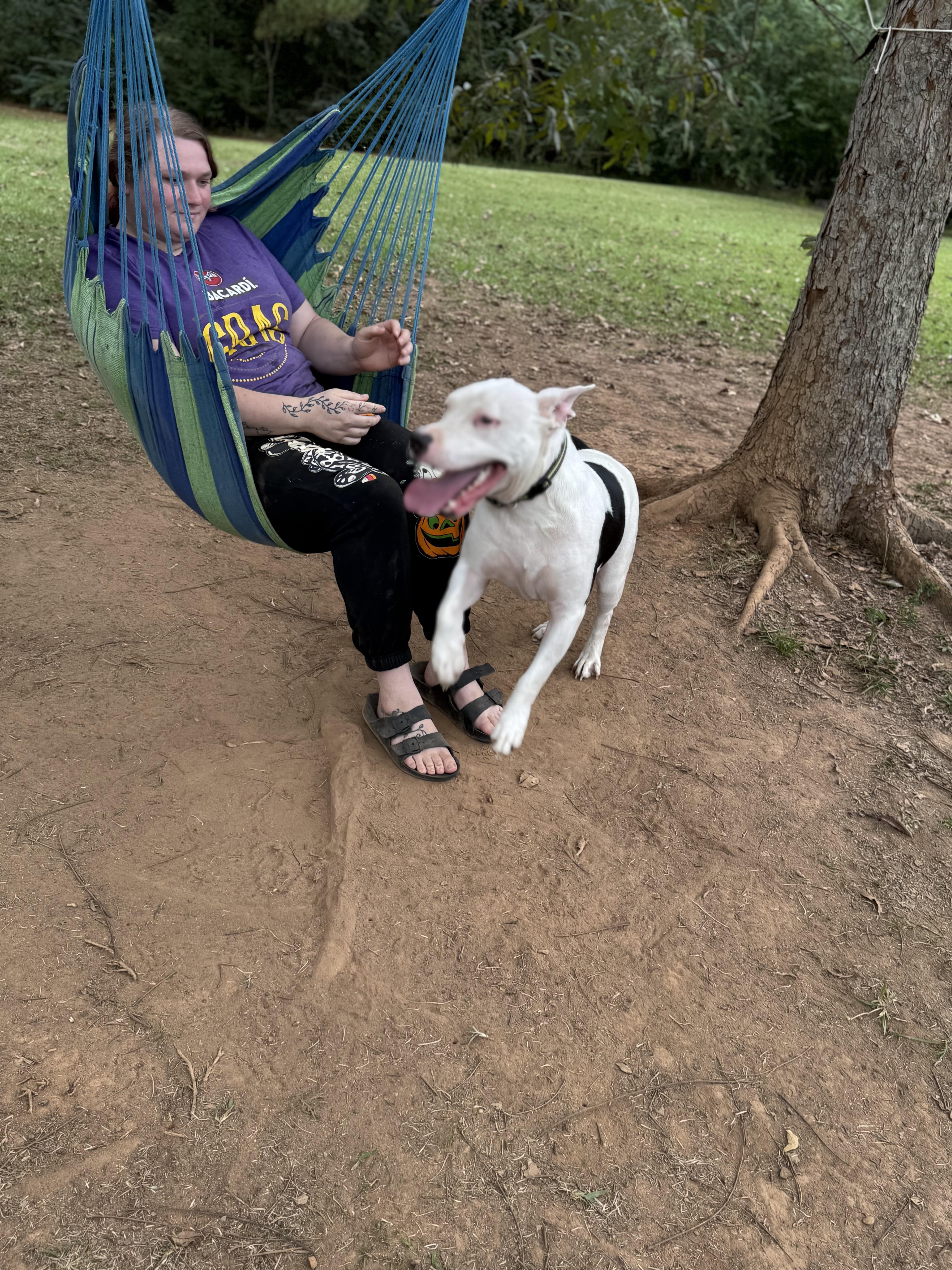 Enlarge Hunter, a Adoptable mixed breed in Mount Hermon, LA image 3/5