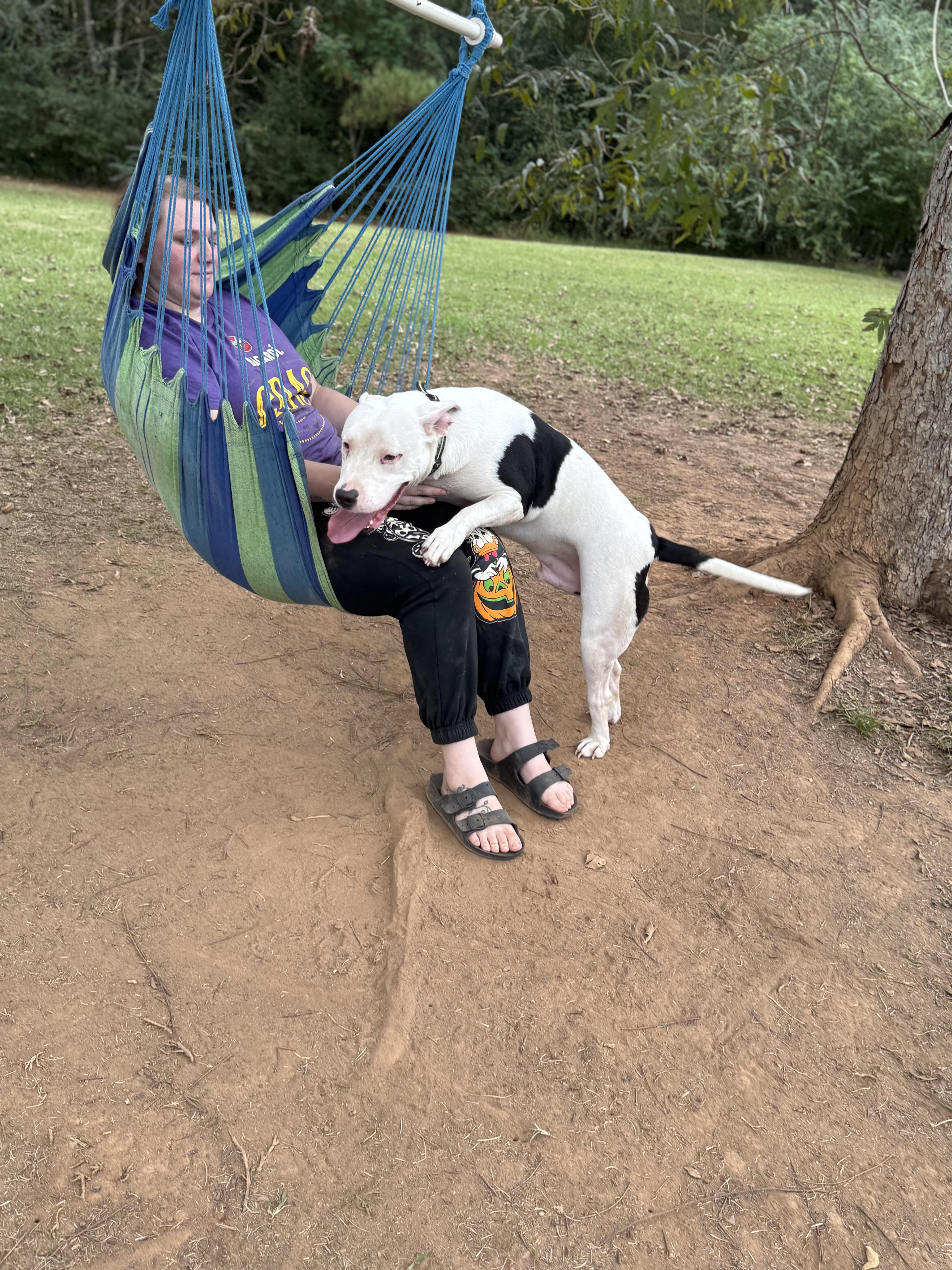 Enlarge Hunter, a Adoptable mixed breed in Mount Hermon, LA image 4/5