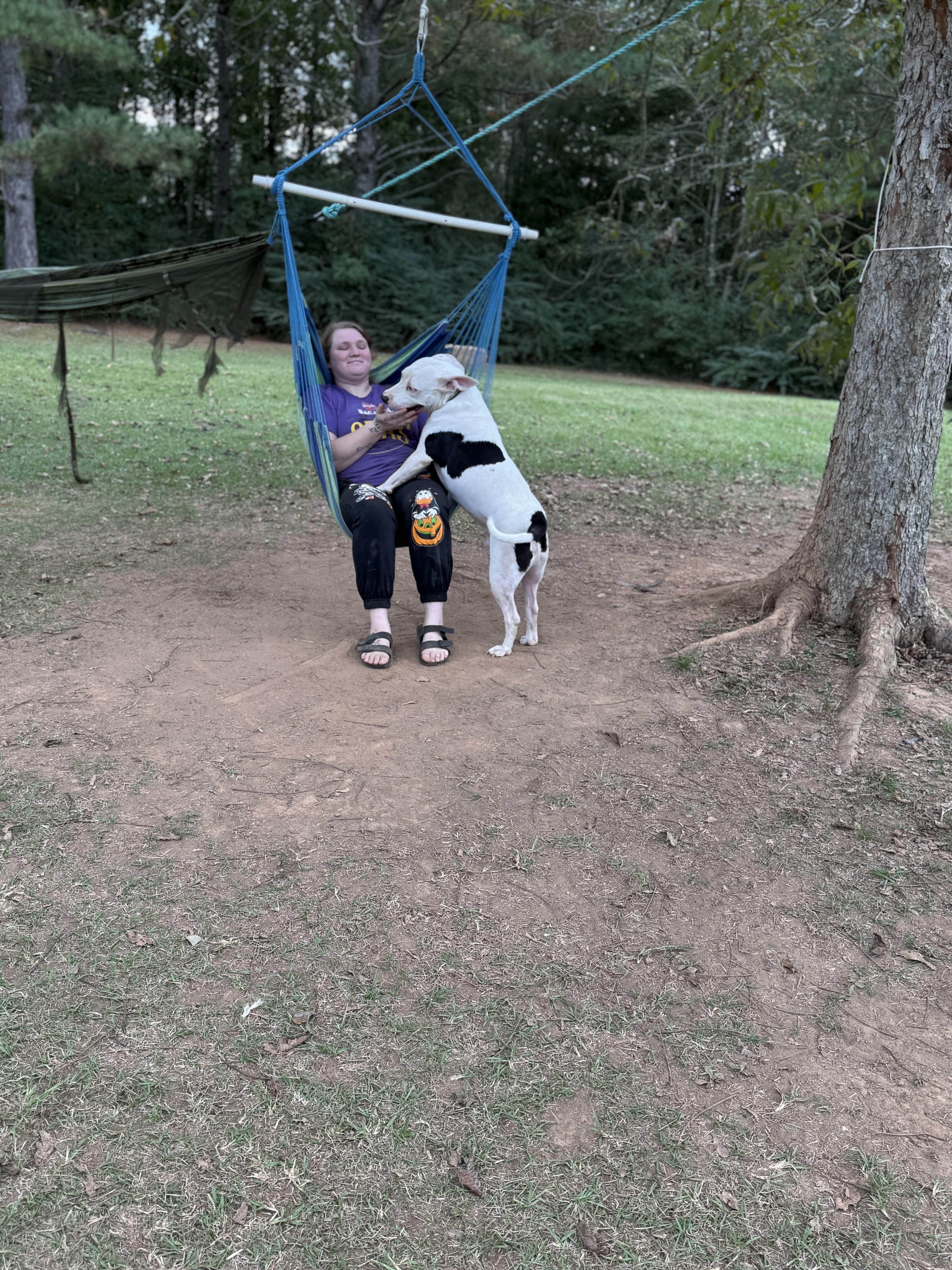 Enlarge Hunter, a Adoptable mixed breed in Mount Hermon, LA image 1/5