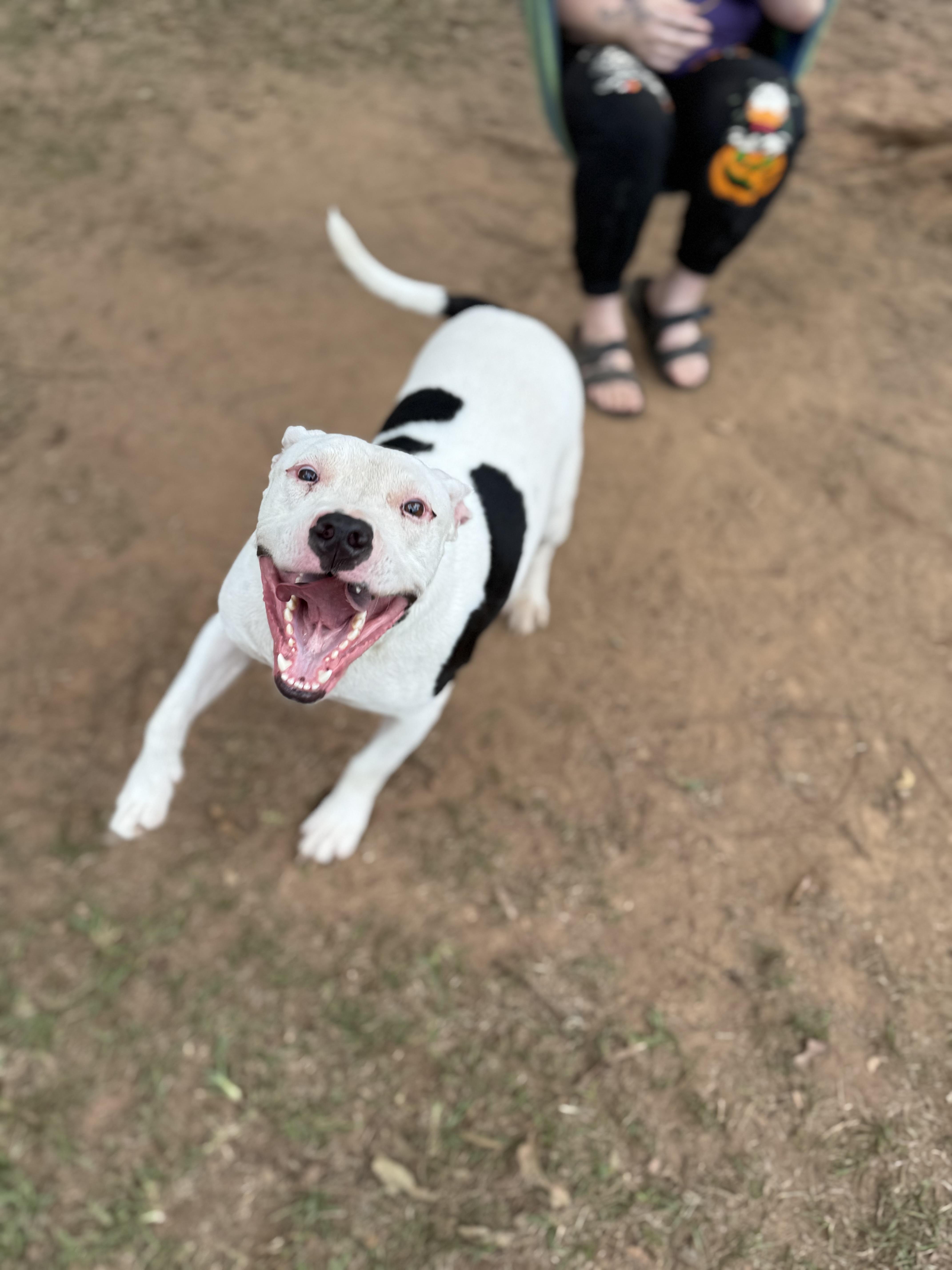 Enlarge Hunter, a Adoptable mixed breed in Mount Hermon, LA image 2/5