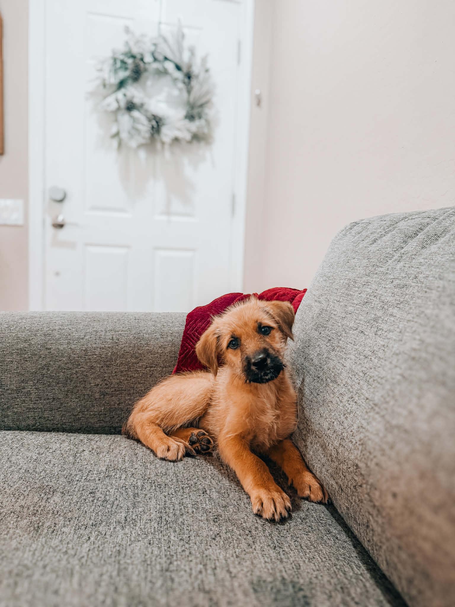 Gingersnap, ADOPTABLE, Puppy Female Border Terrier & German Shepherd Dog.