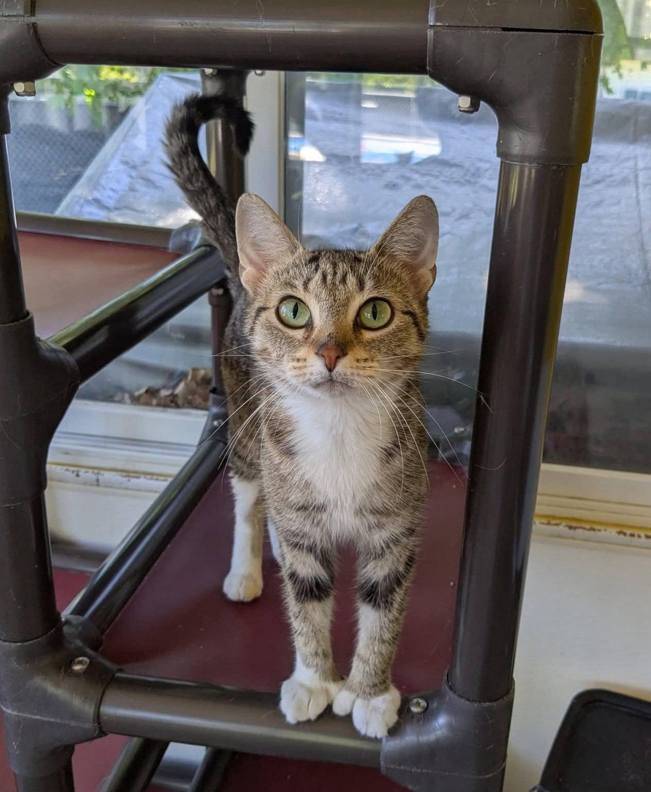 Enlarge Neeva, a Adoptable mixed breed in Bay City, MI image 1/1