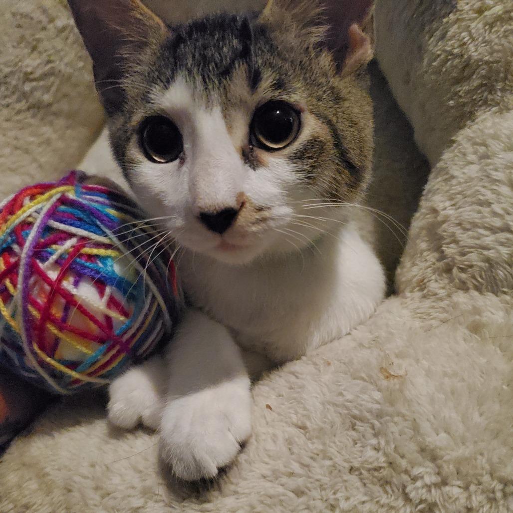 Strawberry, Adoptable, Young Male Domestic Short Hair.