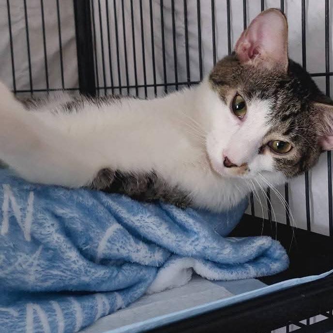 Enlarge Strawberry - BONDED TO CHOCOLATE CHIP, a Adoptable Domestic Short Hair in Union, MO image 1/1