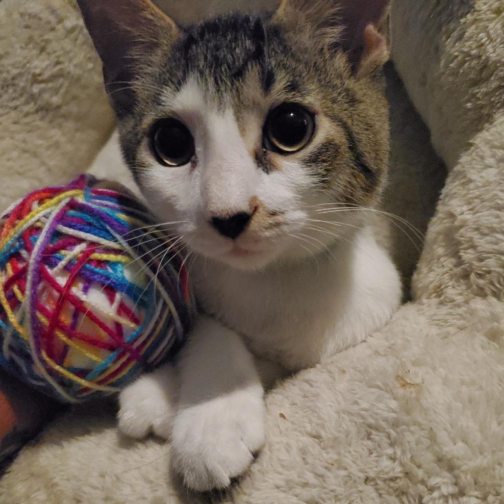 Strawberry - BONDED TO CHOCOLATE CHIP, a Adoptable Domestic Short Hair in Union, MO image 2/2