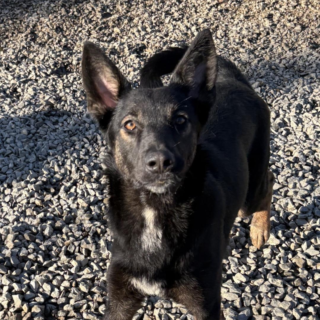 Enlarge Shenzi, a Adoptable mixed breed in Baxter, TN image 4/5