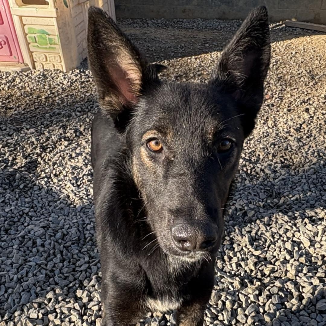 Shenzi, Adoptable, Young Female German Shepherd Dog.