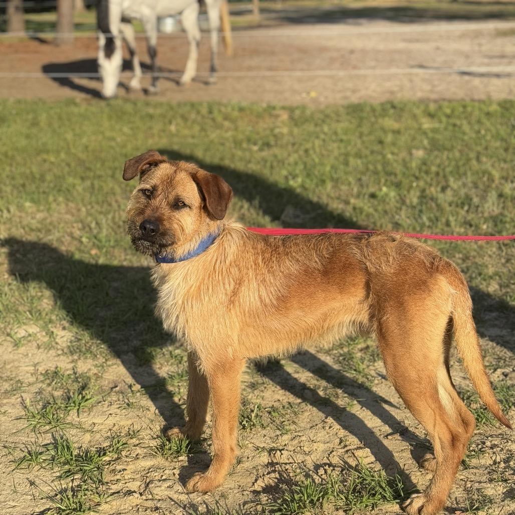 Enlarge Joe, a Adoptable mixed breed in Monticello, IA image 6/6