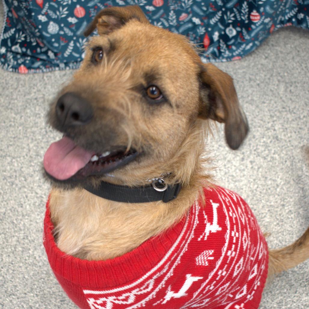 Enlarge Joe, a Adoptable mixed breed in Monticello, IA image 4/6