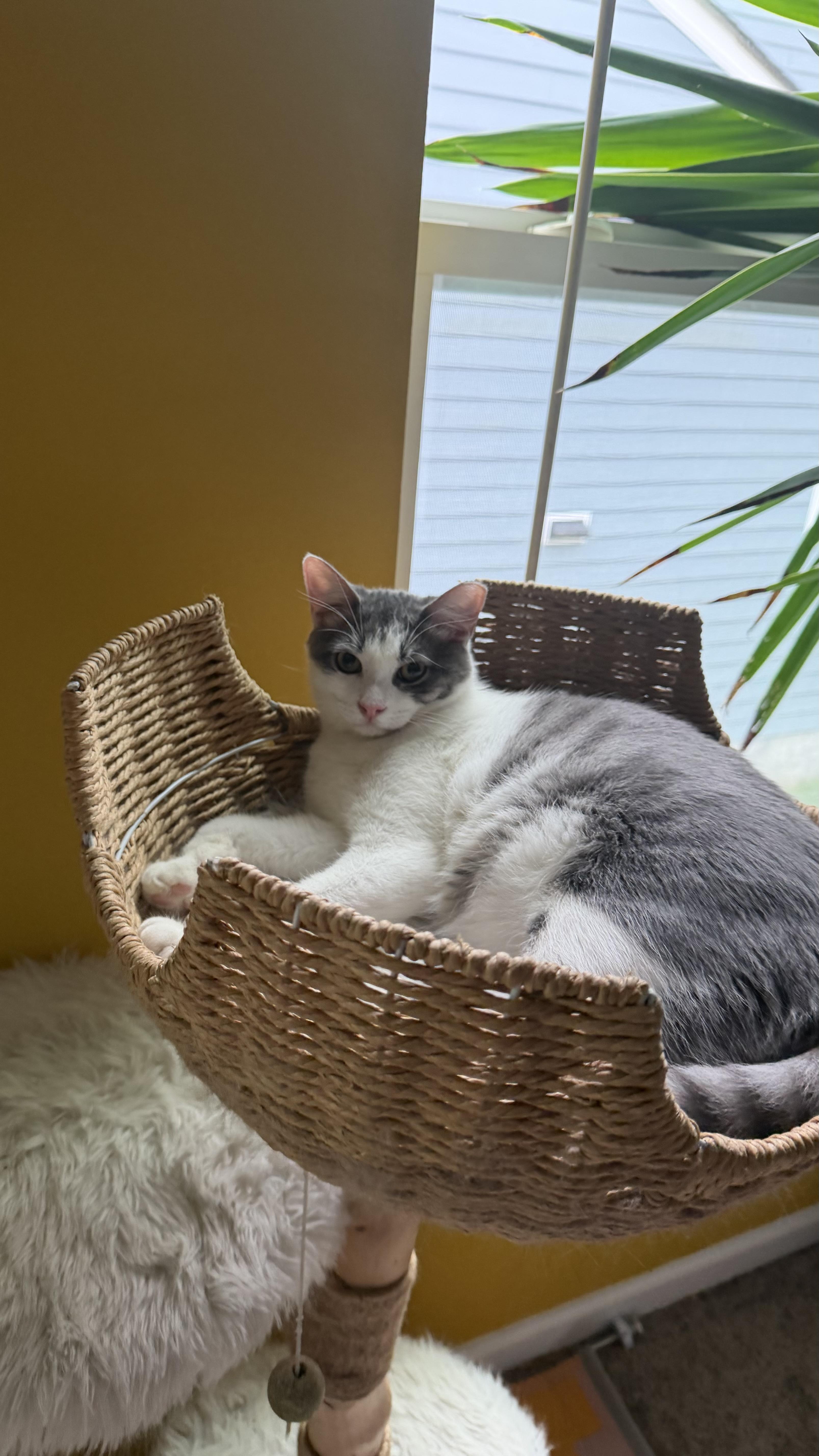 Enlarge Archie, a Adoptable American Shorthair in Charlotte, NC image 3/3
