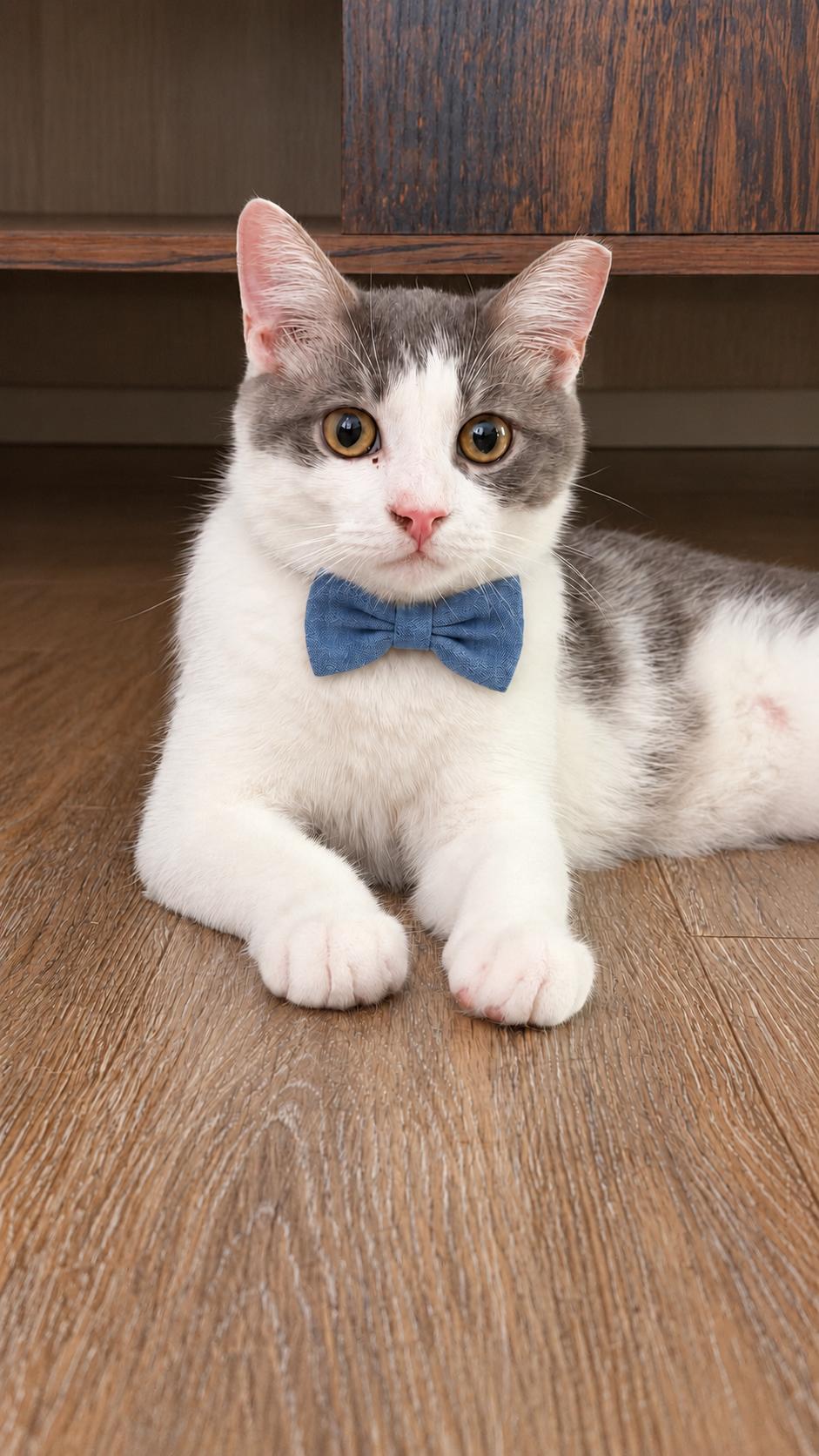 Archie, Adoptable, Kitten Male American Shorthair.