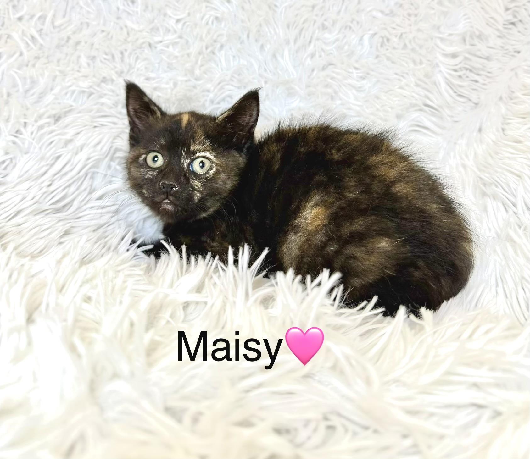 Maisy, ADOPTABLE, Kitten Female Tortoiseshell.