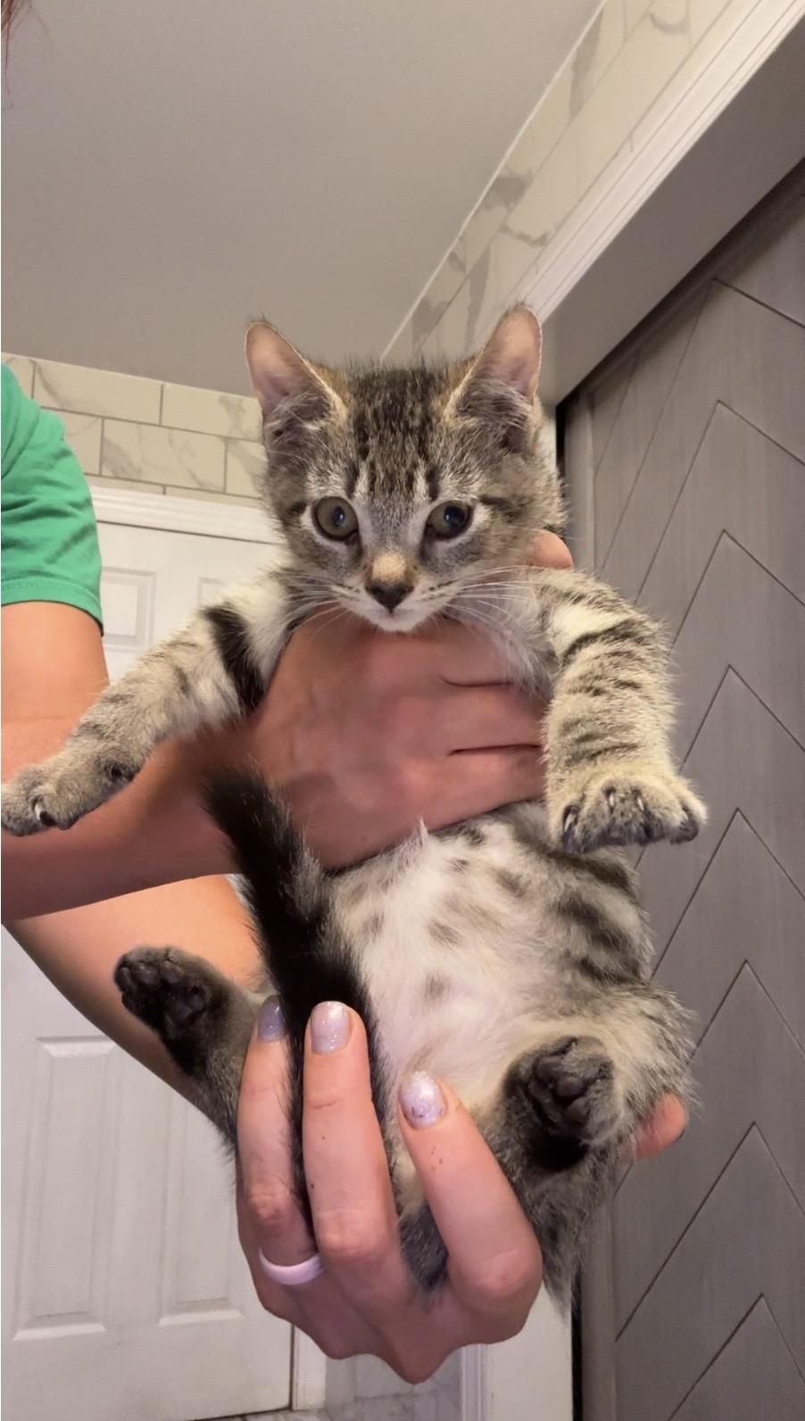 Bryan, adoptable, Kitten Male Domestic Short Hair.
