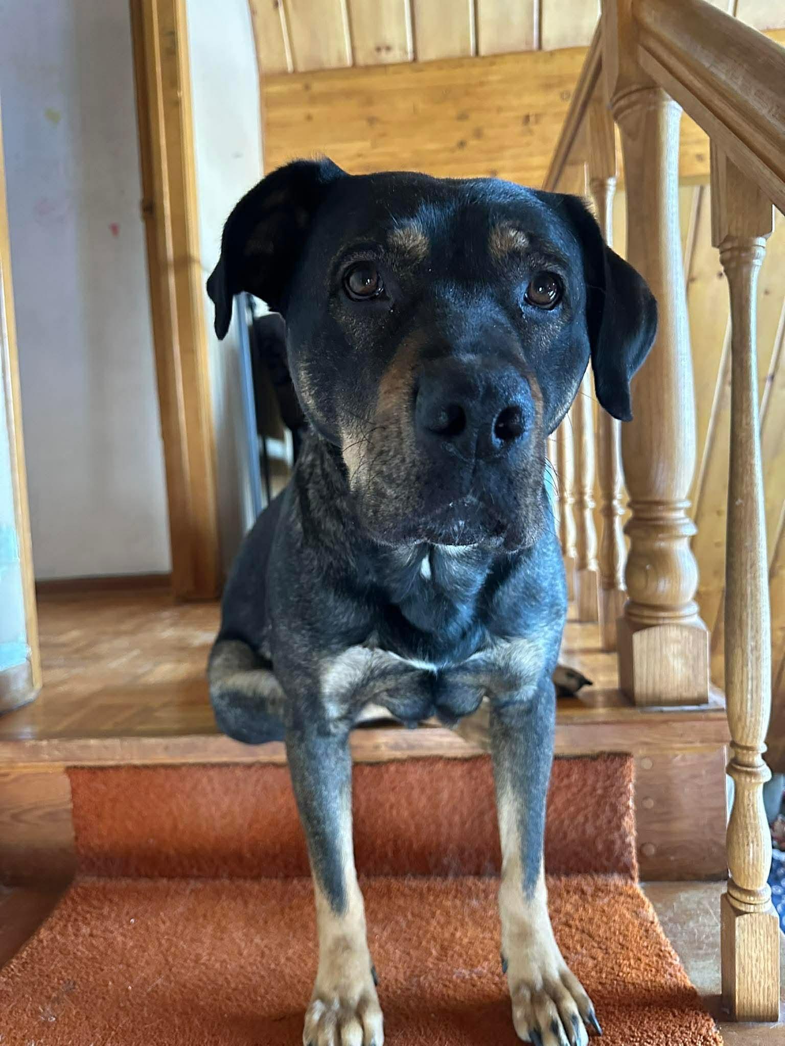 Shelby, ADOPTABLE, Adult Female Labrador Retriever & Shepherd.
