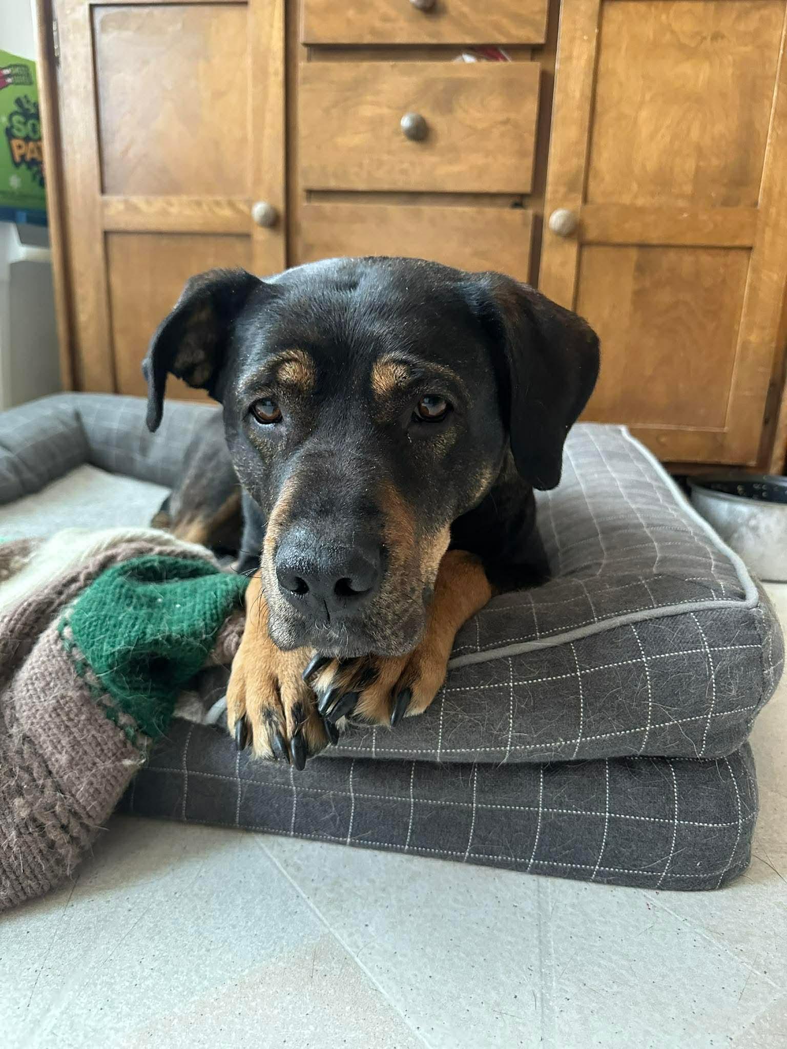 Shelby, a ADOPTABLE mixed breed in Winnipeg, MB image 2/6