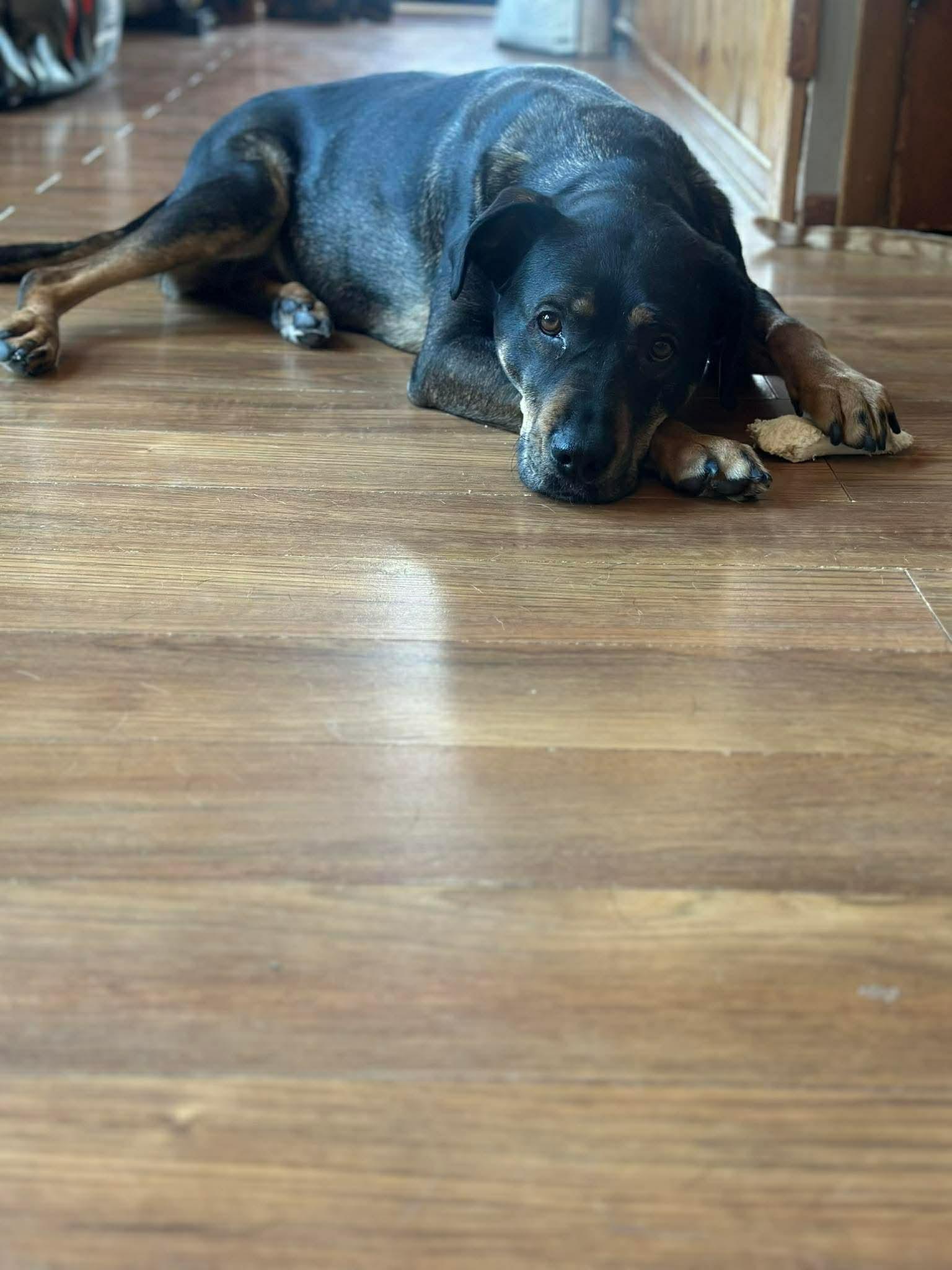 Shelby, a ADOPTABLE mixed breed in Winnipeg, MB image 4/6
