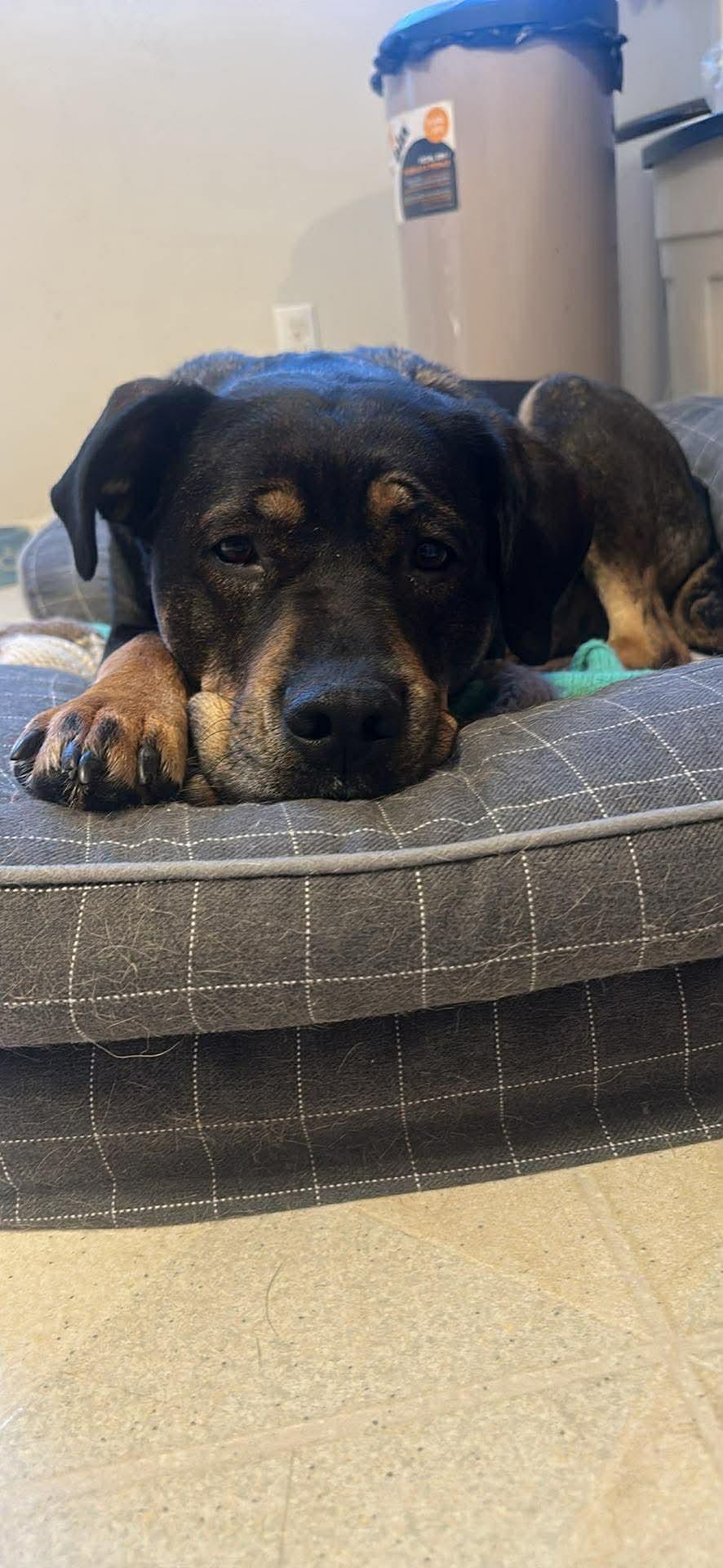 Shelby, a ADOPTABLE mixed breed in Winnipeg, MB image 3/6
