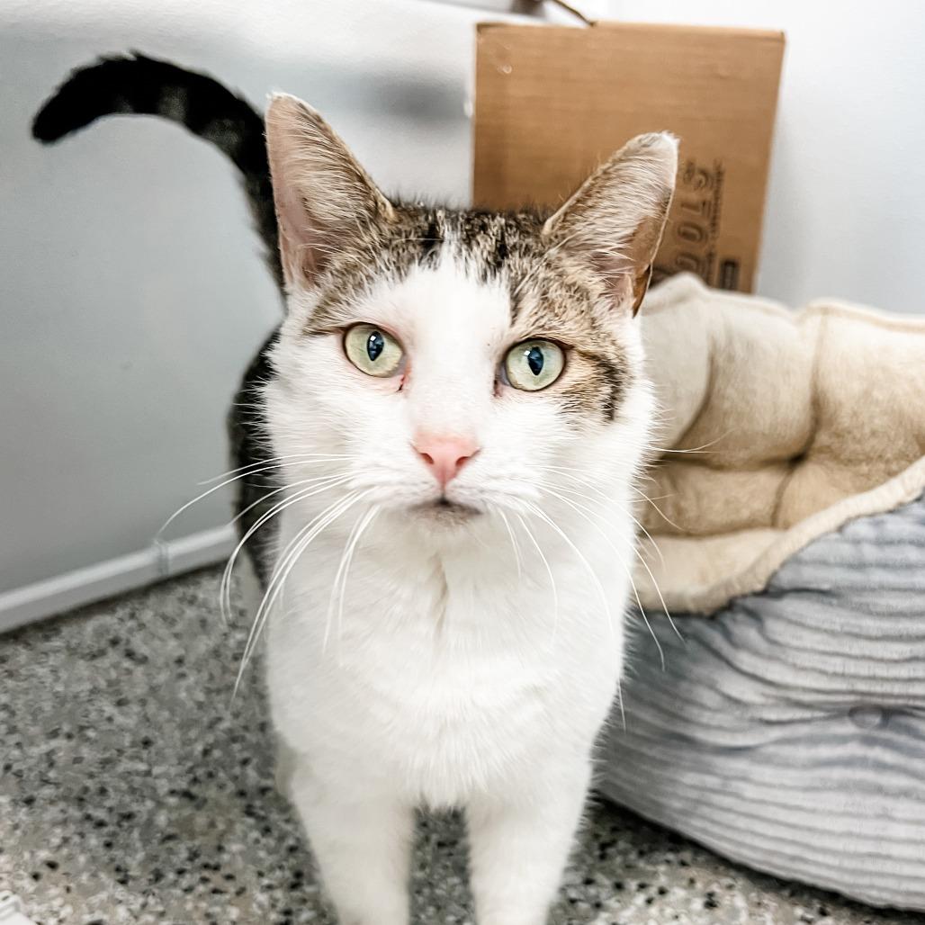 Waffles, Adoptable, Adult Female Domestic Short Hair.