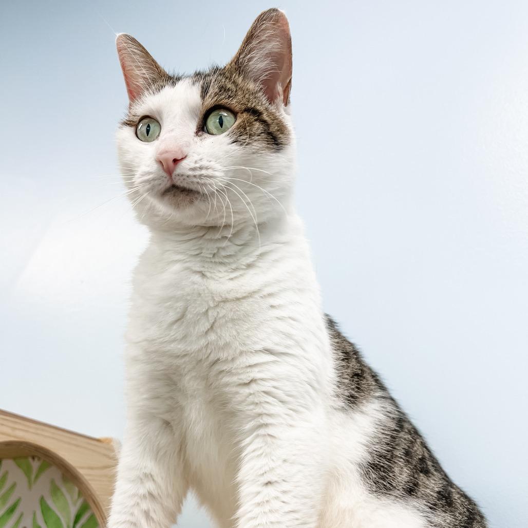 Enlarge Waffles, a Adoptable mixed breed in Winchester, TN image 2/4