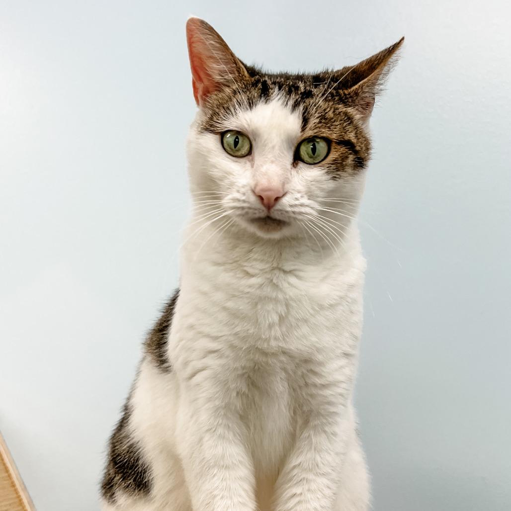 Enlarge Waffles, a Adoptable mixed breed in Winchester, TN image 4/4