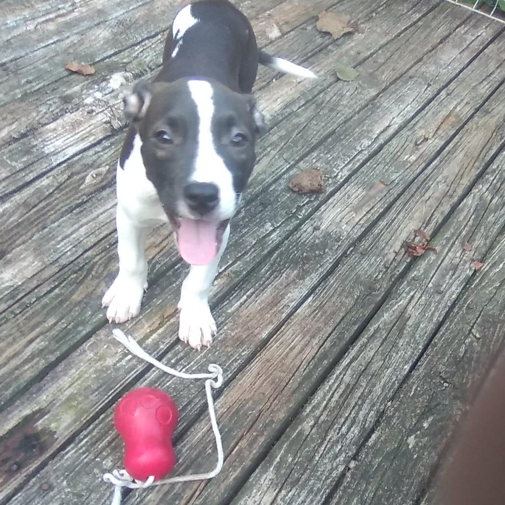 Bryce, Adoptable, Puppy Male Mixed Breed.